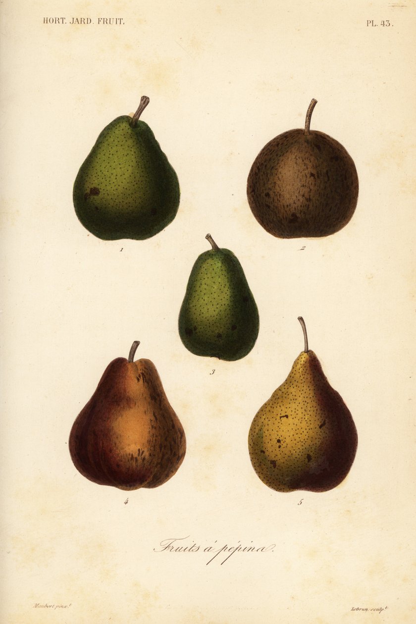 Variedades de peras, Pyrus communis de Unbekannt