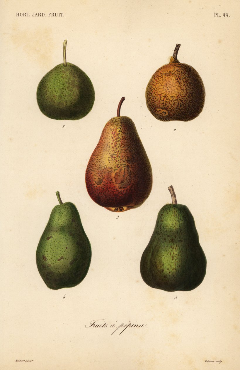 Variedades de peras, Pyrus communis de Unbekannt