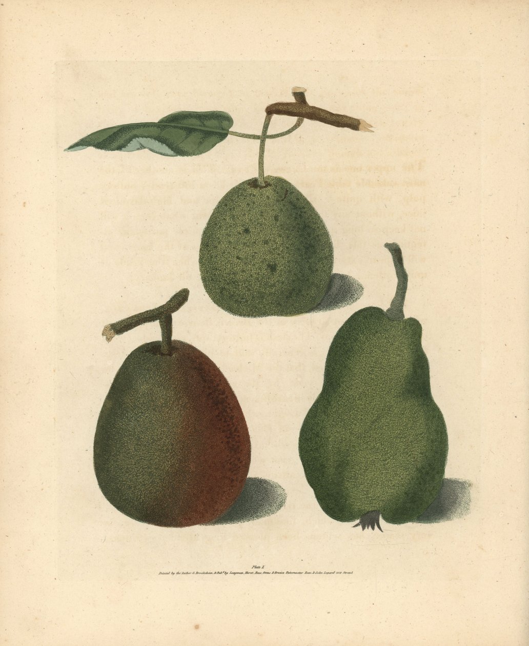Variedades de pera, Pyrus communis: Cressan, Bergamota de Gansell e Summer Bon Chretien. Gravura a água-forte colorida à mão de uma ilustração de George Brookshaw da sua própria "Pomona Britannica", Londres, Longman, Hurst, etc. de Unbekannter Künstler
