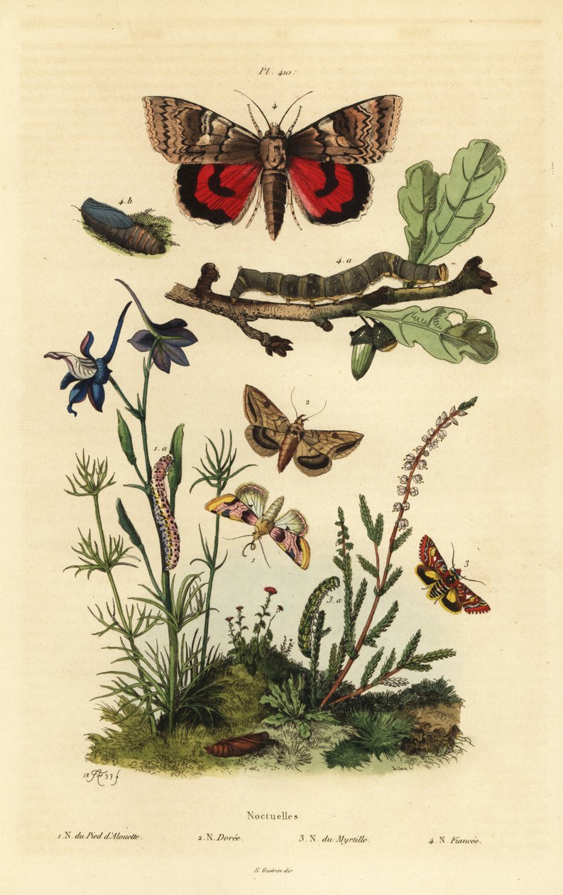 Flor de pinho, Periphanes delphinii 1, bollworm de algodão, Helicoverpa armigera 2, underwing amarelo, Anarta myrtilli 3, e grande underwing amarelo, Noctua pronuba, larva e pupa 4. Noctuelles butterflies de Unbekannt