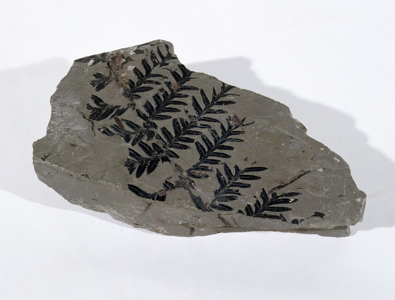 Pecopteris (Gymnosperm Frond) encontrado em Camerton, Somerset, Período Carbonífero Superior (foto) de Unbekannt