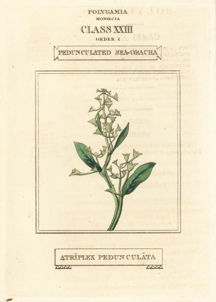 Atriplex pedunculata. Gravura em chapa de cobre colorida à mão, segundo uma ilustração de Richard Duppa do seu The Clours and Orders of the Linnaean System of Botany, Longman, Hurst, Londres de Unbekannter Künstler