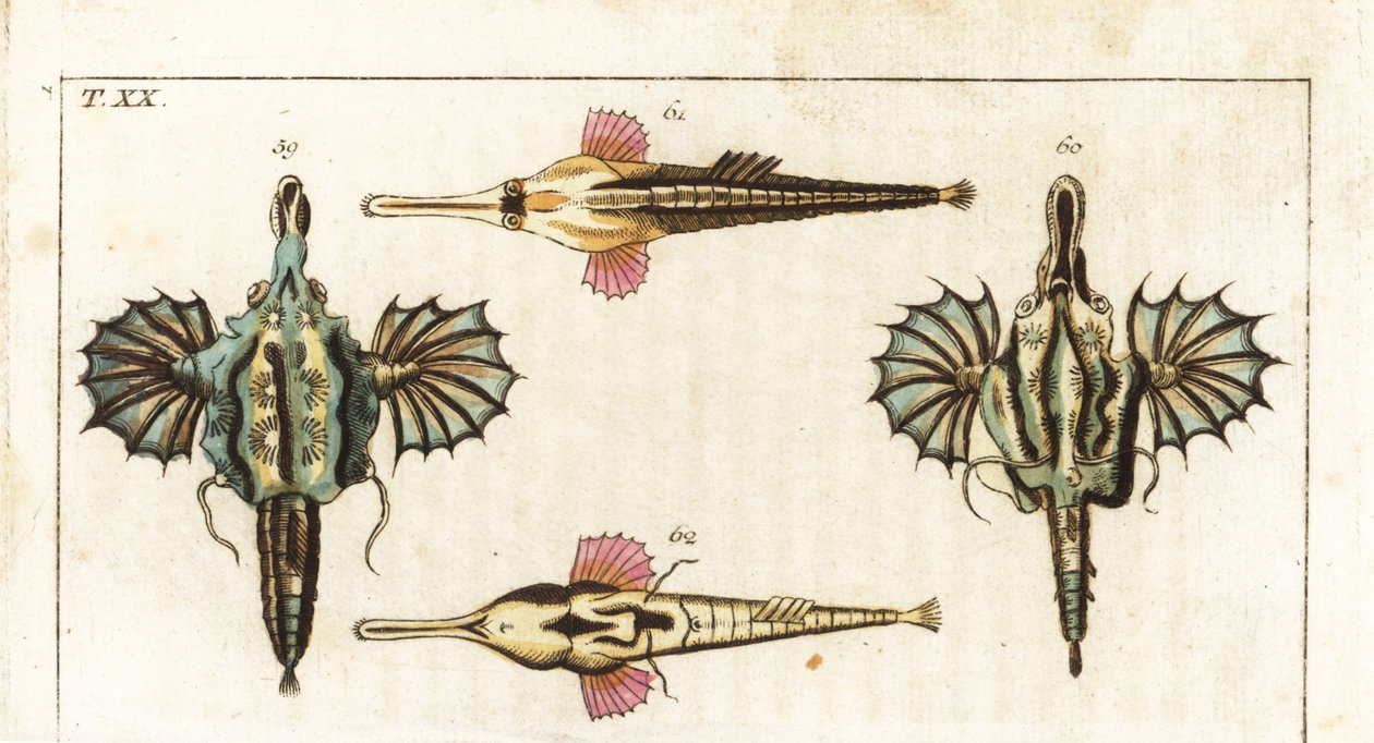 Pegase (ou pequeno peixe-dragão) - peixe-borboleta de cauda longa - Peixe-dragão curto, Eurypegasus draconis 59,60, e peixe-borboleta de cauda longa, Pegasus volitans 61,62. Gravura em chapa de cobre colorida à mão da Enciclopédia de História Natural de Go de Unbekannter Künstler
