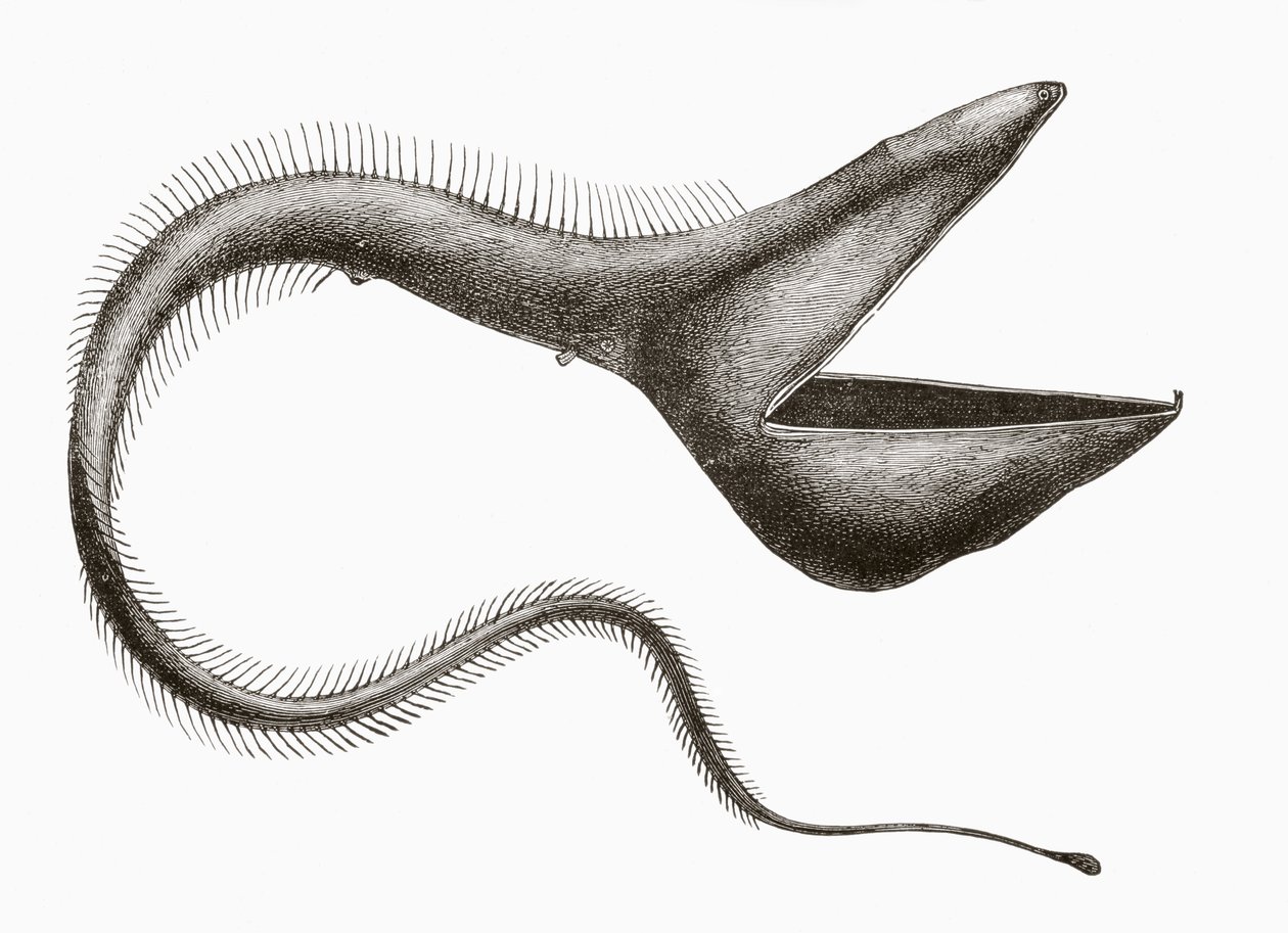 Pelican Eel ou Eurypharynx pelecanoides, um peixe de profundidade raramente visto pelos humanos, de 