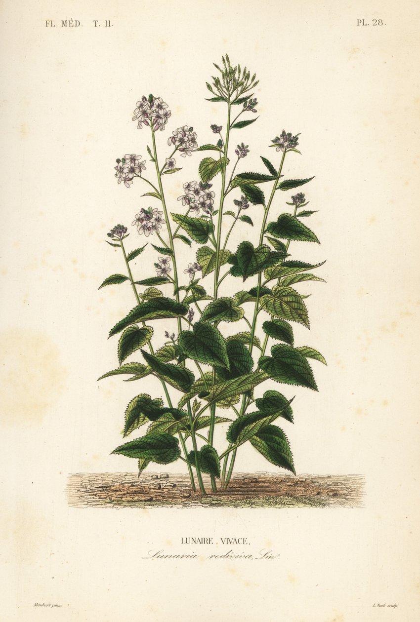 Perene honestidade, Lunaria rediviva, Lunaire vivace de Unbekannt