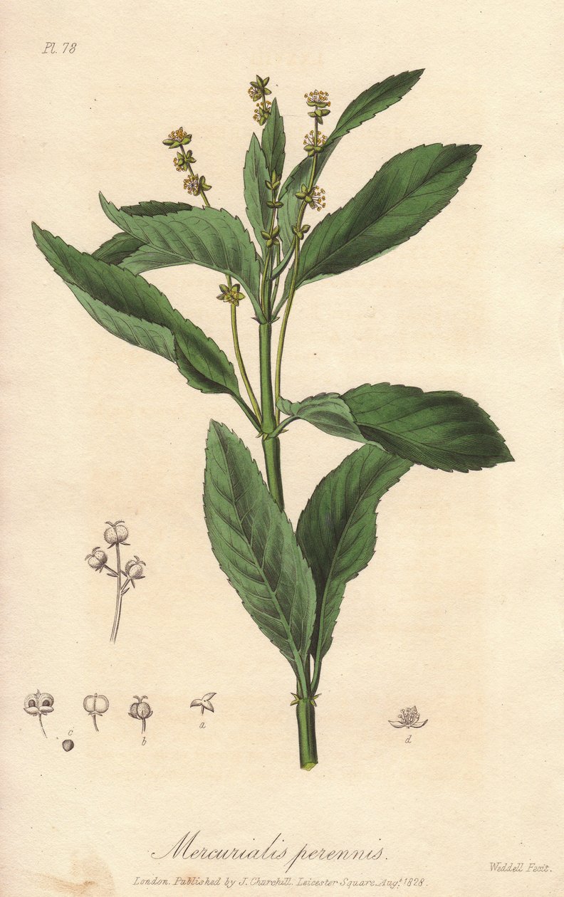 Perennial mercuriale ou perennial ou dog cabbage (Mercurialis perennis) - Água forte de William Clarke para ilustrar "Medical Botanical, Description of the Medicinal Plants of London, Edinburgh and Dublin" de John Stephenson e James Morss Churchill, de Unbekannter Künstler