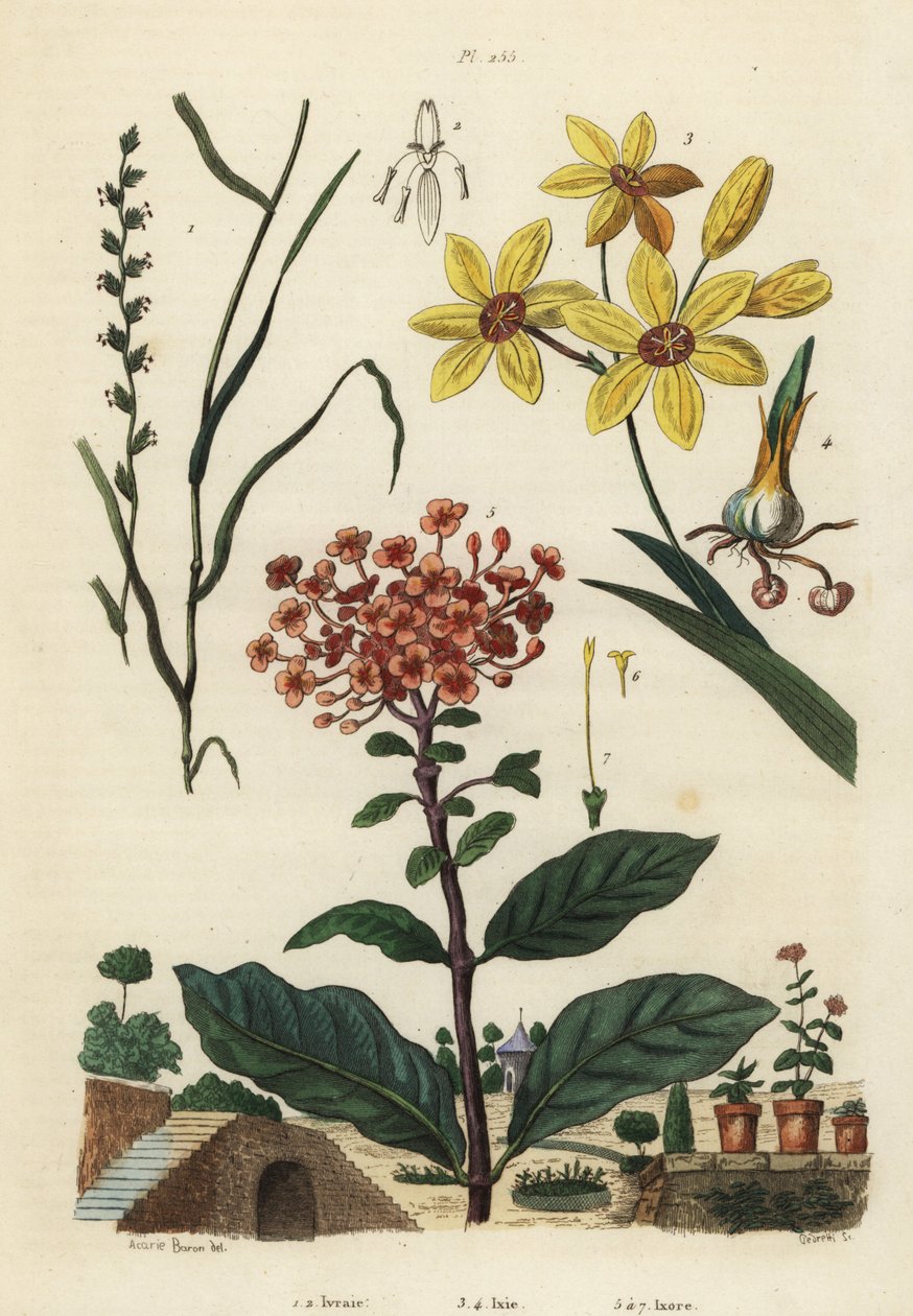 Erva de centeio perene, Lolium perenne 1,2, lírio de milho africano malhado, Ixia maculata var de Unbekannt