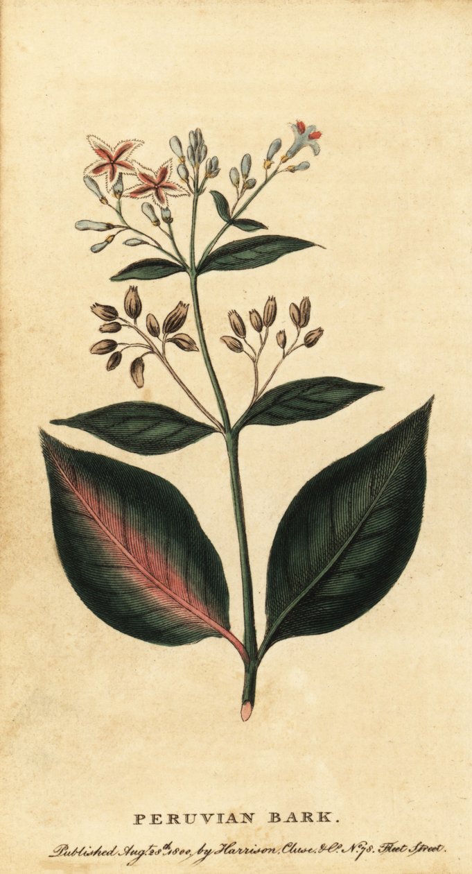 Casca peruana, Cinchona officinalis.,1800 (gravura) de Unbekannter Künstler