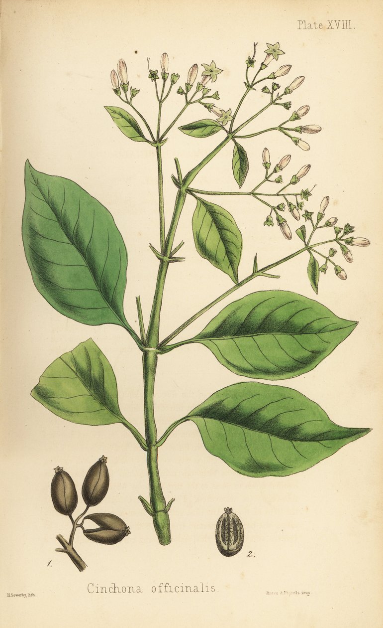 Árvore de casca peruana ou árvore do quinino, Cinchona officinalis. Litografia colorida à mão por Henry Sowerby da Flora Homeopathica de Edward Hamilton, Bailliere, Londres de Unbekannter Künstler
