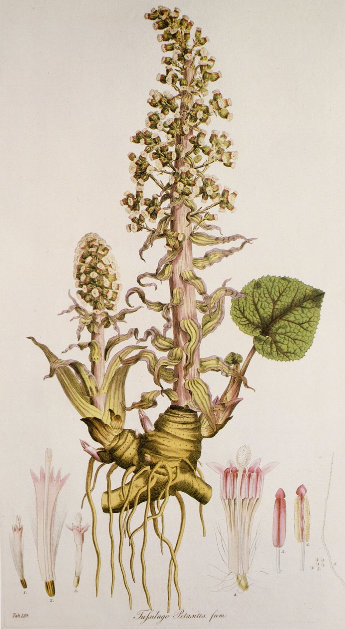 Petasitas sp./Petasite de Unbekannt