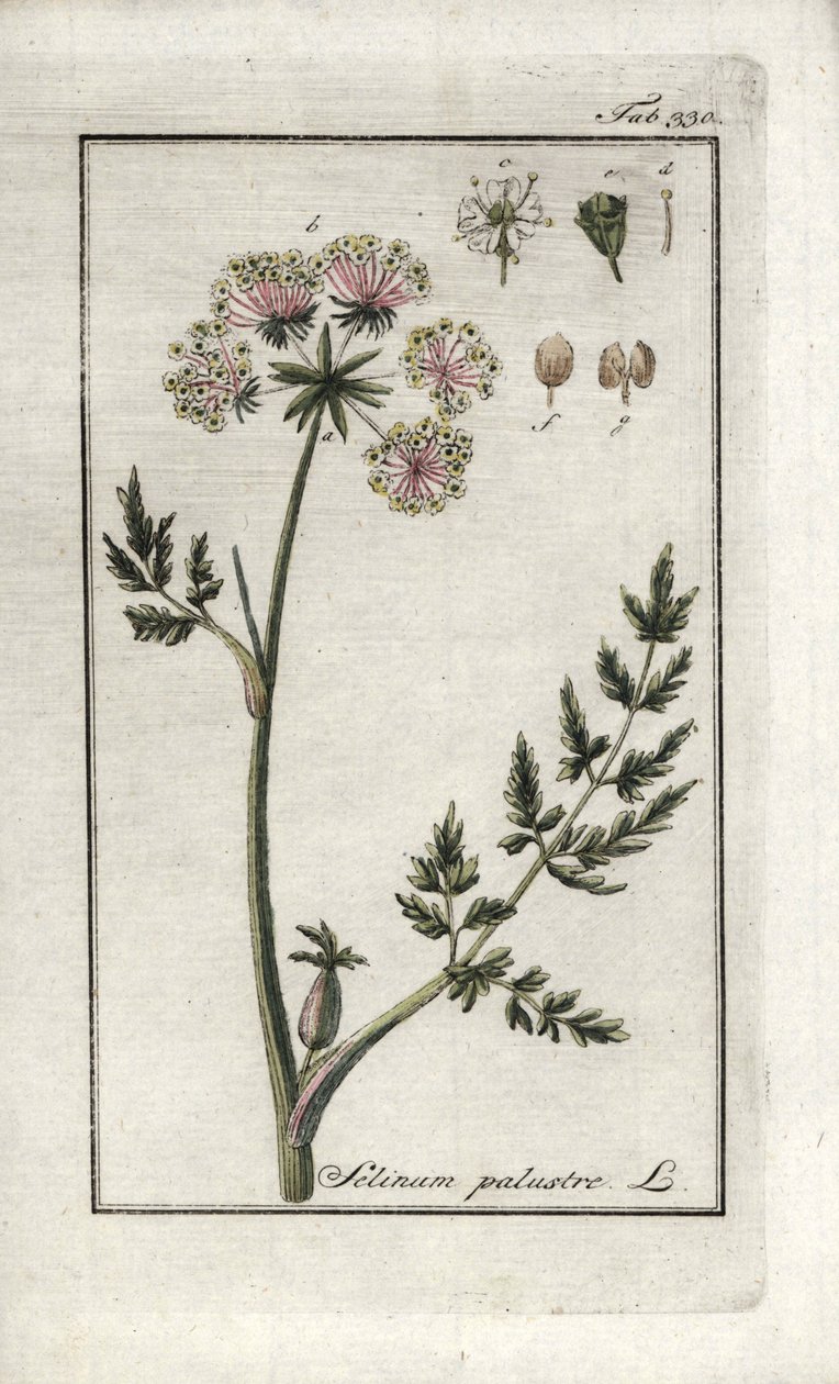 Pântano de Peucedan ou salsa do pântano (Selinum marsh). Litografia de "Afbeelding der Artseny-Gewassen" de Johannes Zorn (1739-1799), Países Baixos de Unbekannter Künstler