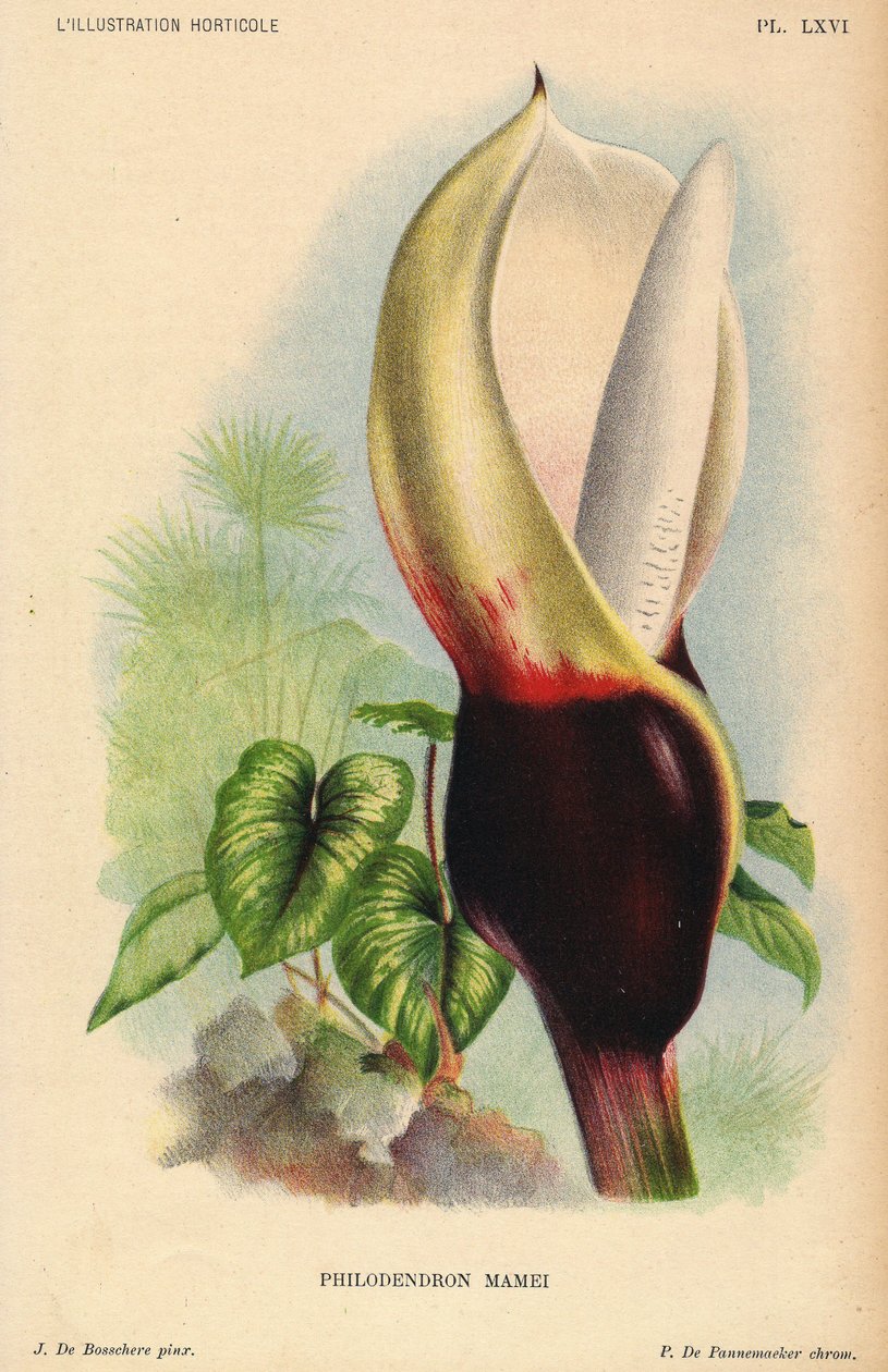 Philodendron mamei com inflorescência branca e vermelho-sangue. Planta tropical exótica. Ilustração de J. de Bosschere, litografia de P.de Pannemaeker, publicada por volta de 1880 em Ghent (Bélgica), em L