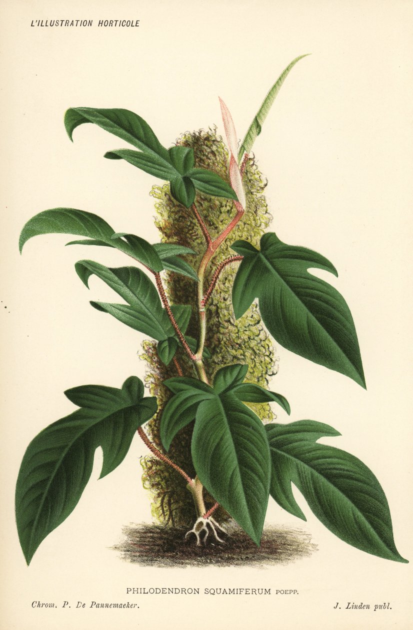 Planta de folhagem Philodendron squamiferum. Cromolitografia de Pieter de Pannemaeker a partir de l