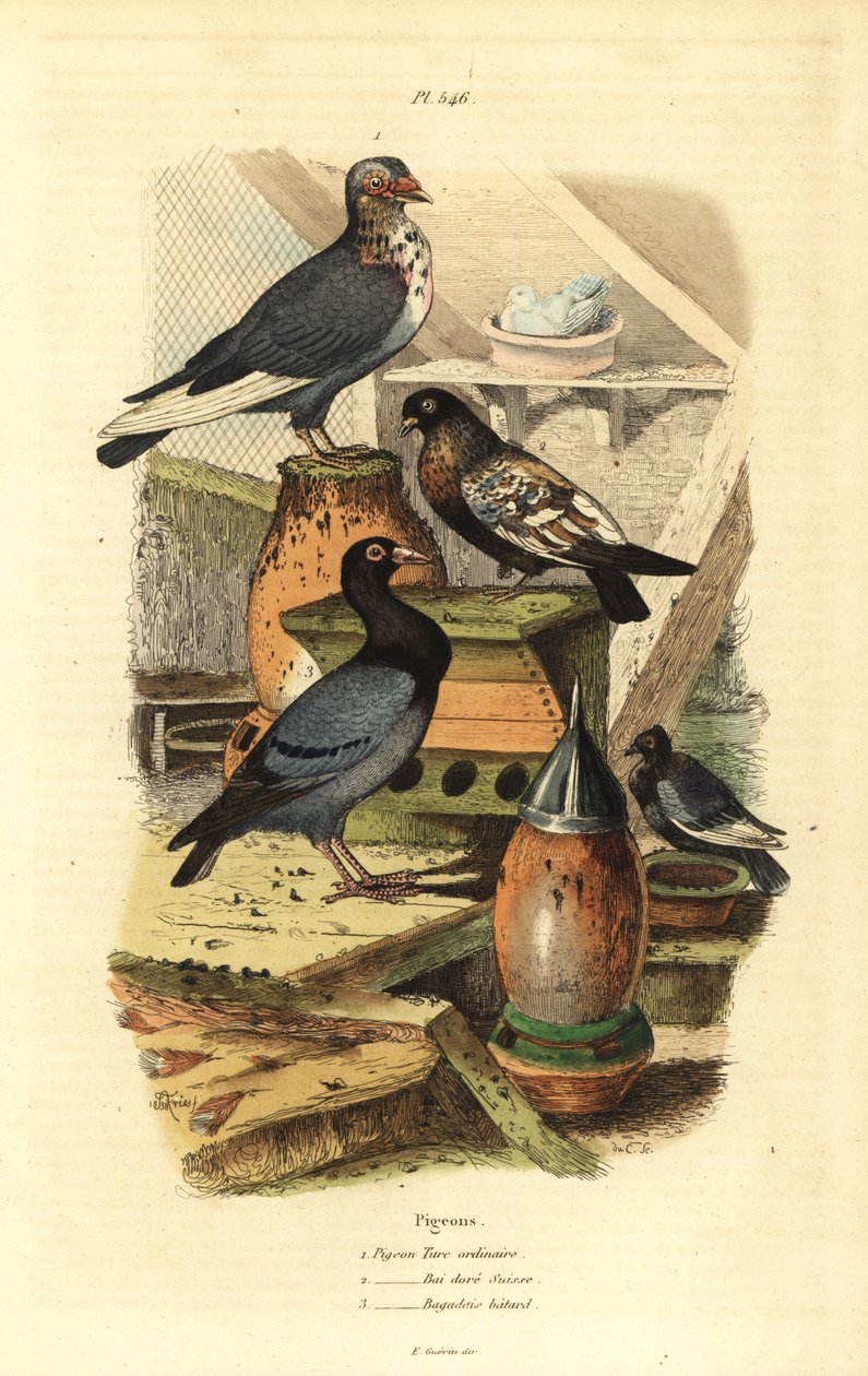 Pigeon Columba livia se reproduz: Pombo turc ordinaire, bai dore suisse, bagadais batard de Unbekannt