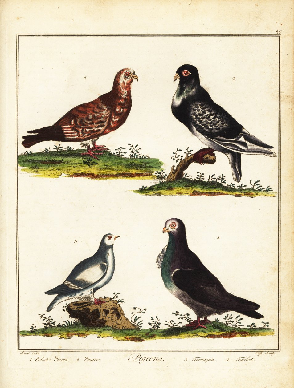 Pombos: Pombo polonês, pouter, ptármiga e turbita. 1792 (gravura) de Unbekannter Künstler