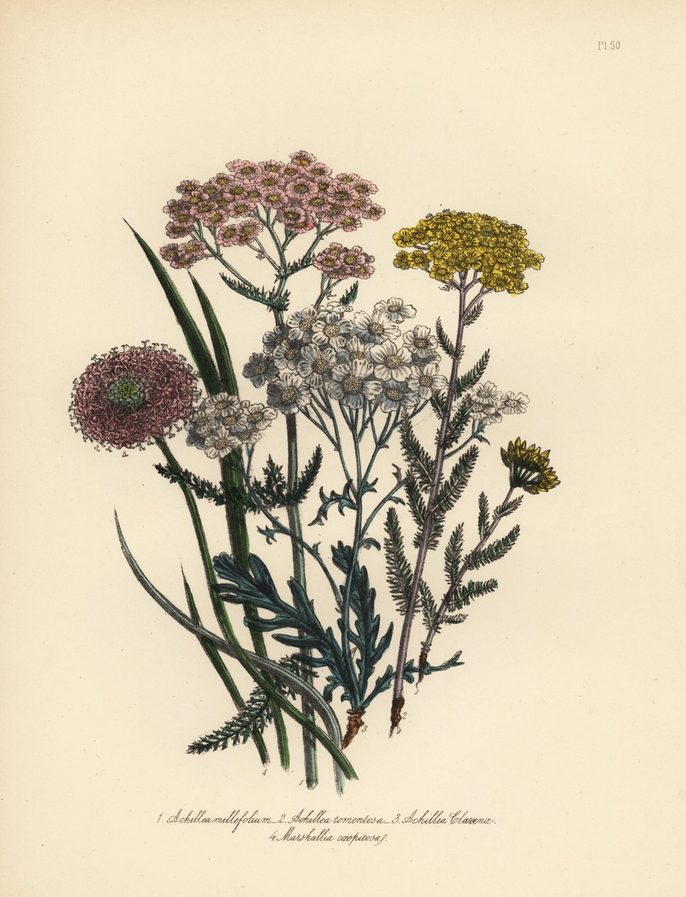 Mil-folhas-rosadas, Achillea milfolium, milefólio dourado, Achillea tomentosa, mil-folhas-prateadas de Clavena, Achillea clavenae, e marshallia tufada, Marshallia caespitosa. Cromolitografia acabada à mão por Henry Noel Humphreys a partir de uma ilustração de Unbekannter Künstler