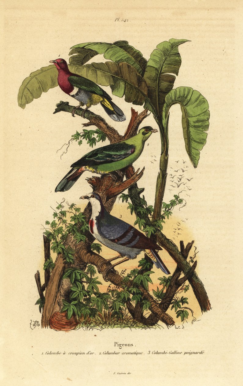 Pombo-cabeça-de-rosa, Ptilinopus porphyreus, Buru green pigeon, Treron aromaticus e Luzon bleeding-heart, Gallicolumba luzonica de Unbekannt