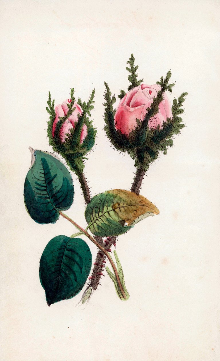 Musgo cor-de-rosa, Rosa muscosa. Gravura colorida à mão por James Andrews para o "Bouquet des Souvenirs" de John Stevens Henslow, Londres de Unbekannter Künstler