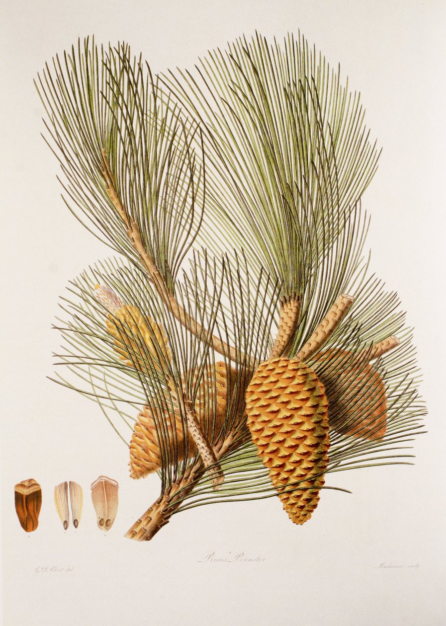Pinus pinaster/Sea Pine/Maritime Pine de Unbekannt