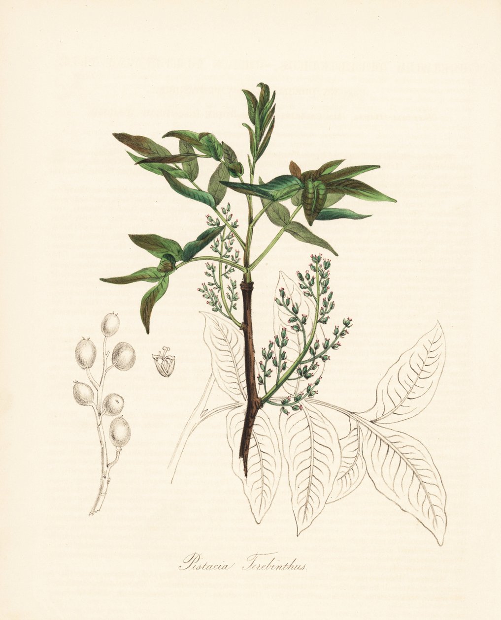 Pistachio terebinth - Terebinto ou terebintina da China, Pistacia terebinthus. Zincografia colorida à mão de C. Chabot, desenhada por Miss M. A. Burnett da sua "Plantae Utiliores: or Illustrations of Useful Plants", Whittaker, Londres de Unbekannter Künstler