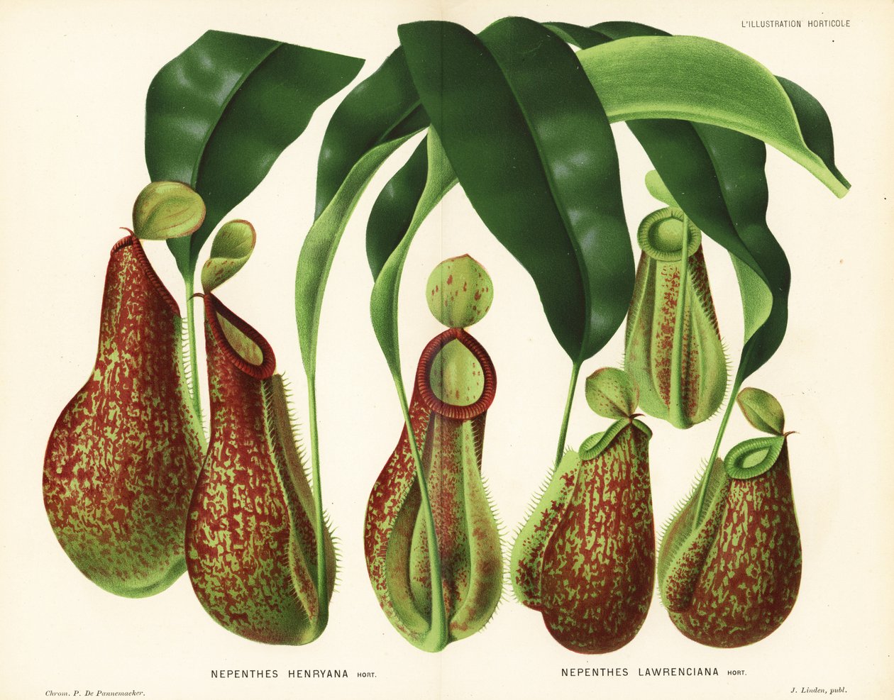 Variedades de plantas de jarro, espécies de Nepenthes (Nepenthes henryana, Nepenthes lawrenciana). Cromolitografia de P. de Pannemaeker a partir de l