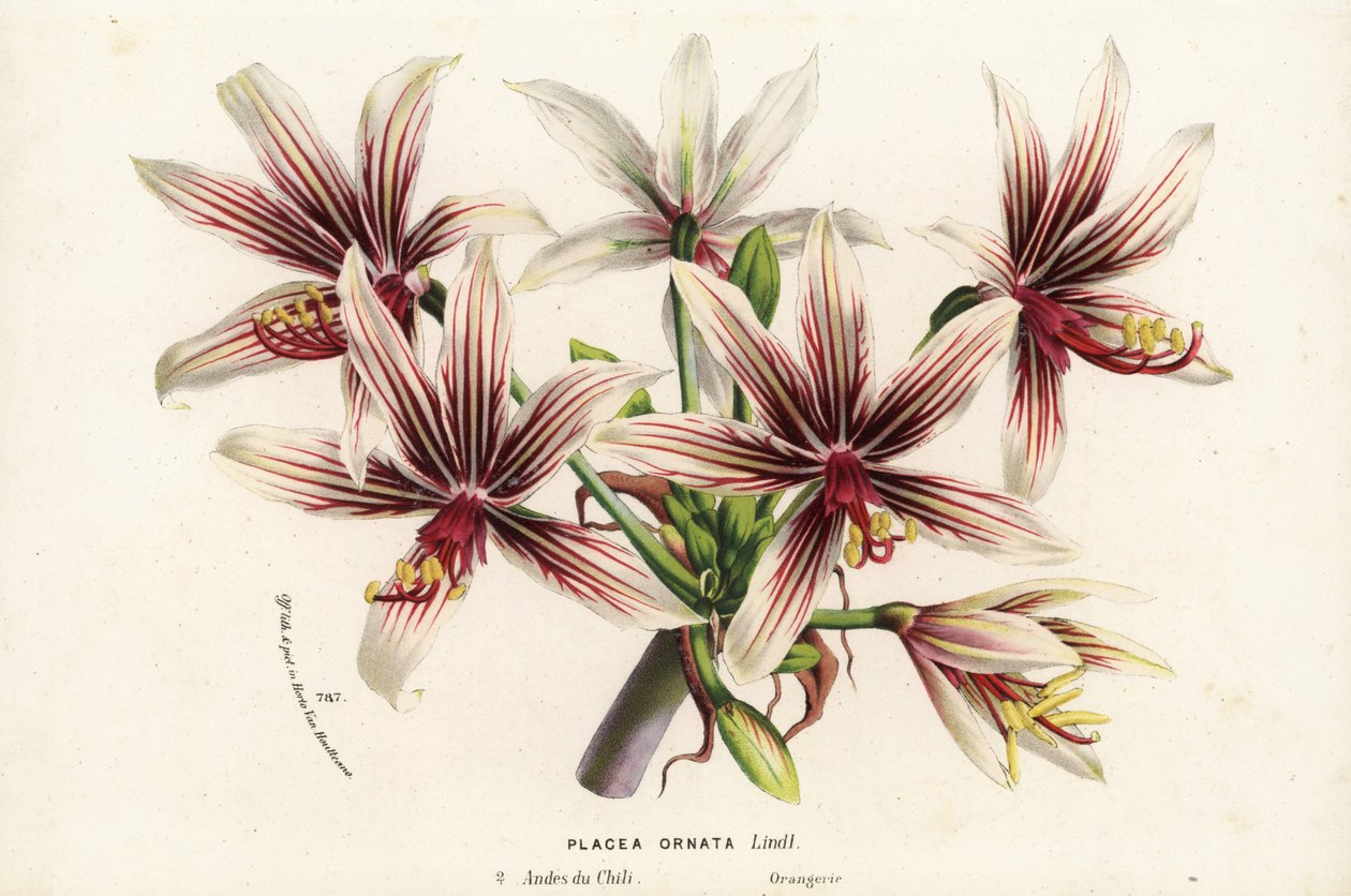 Placea ornata, originária do Chile. Litografia colorida à mão da obra de Louis van Houtte e Charles Lemaire, Flowers of the Gardens and Hothouses of Europe, Flore des Serres et des Jardins de l