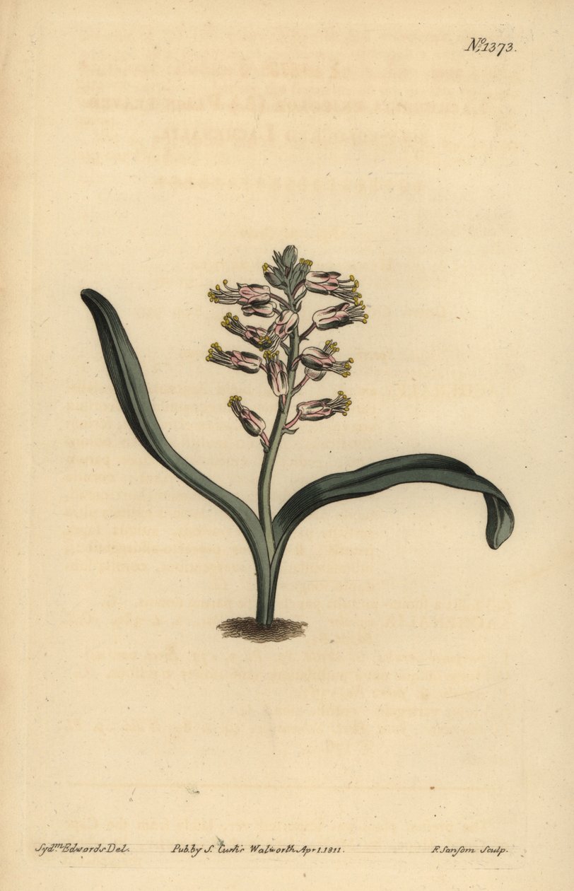 Lachenalia auto-colorido de folhas lisas, Lachenalia unicolor de Unbekannt