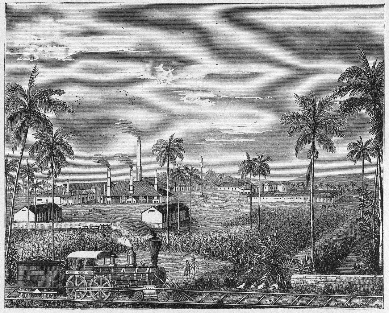 Plantação de cana-de-açúcar em Cuba, c.1880 (gravura) de Unbekannter Künstler