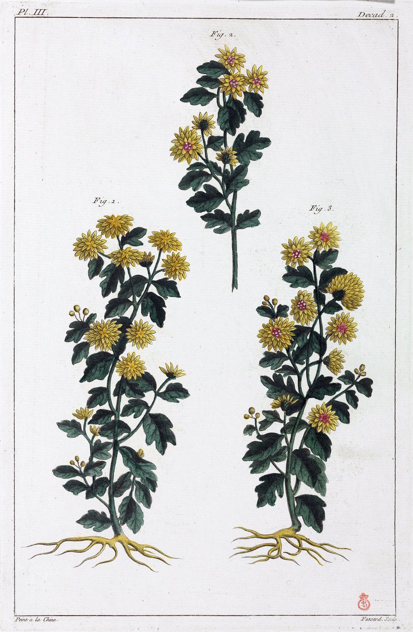 Plantas medicinais, China de Unbekannt