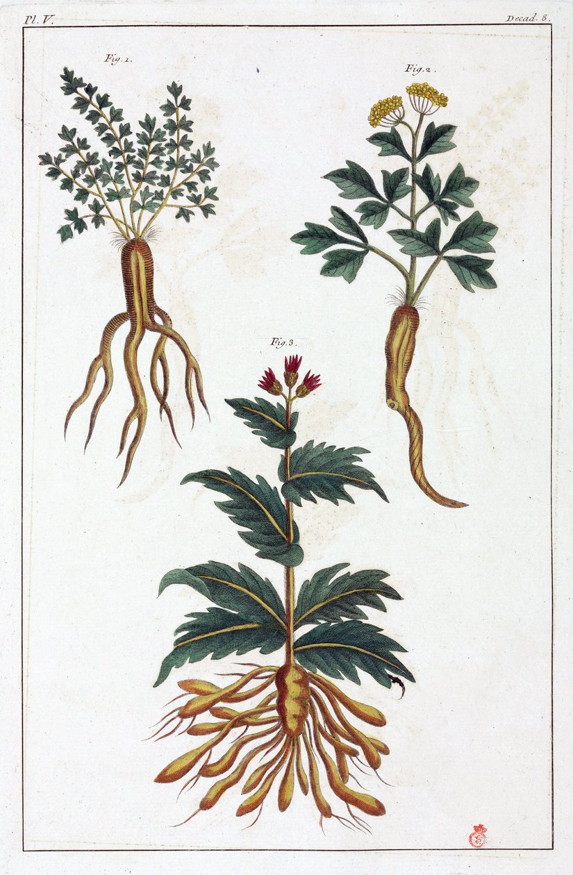 Plantas medicinais, China de Unbekannt