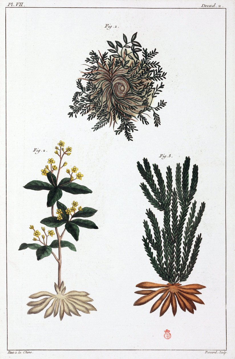 Plantas medicinais, China de Unbekannt