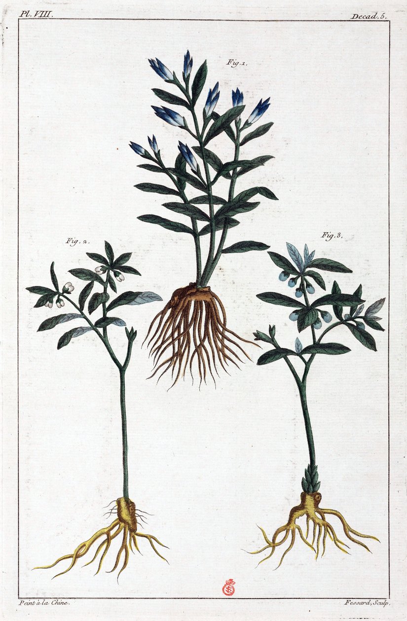 Plantas medicinais, China de Unbekannt