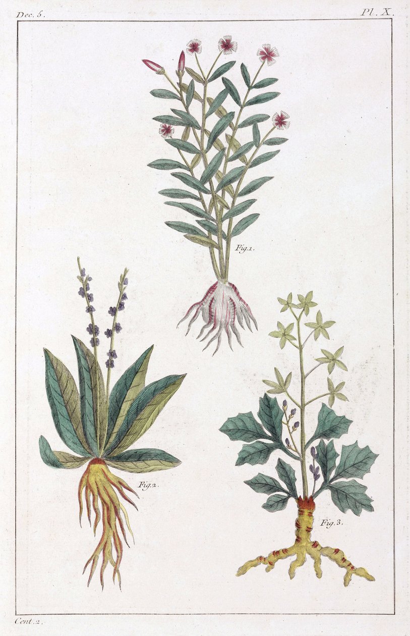 Plantas medicinais, China de Unbekannt