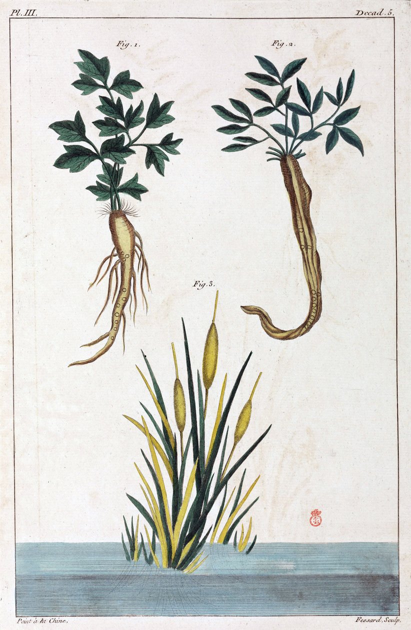 Plantas medicinais, China de Unbekannt