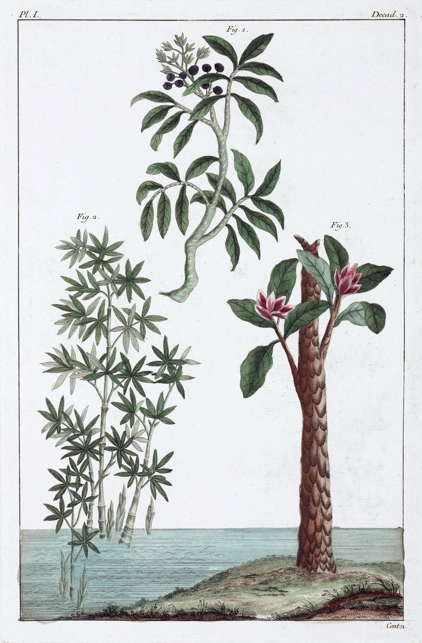 Plantas medicinais, China de Unbekannt