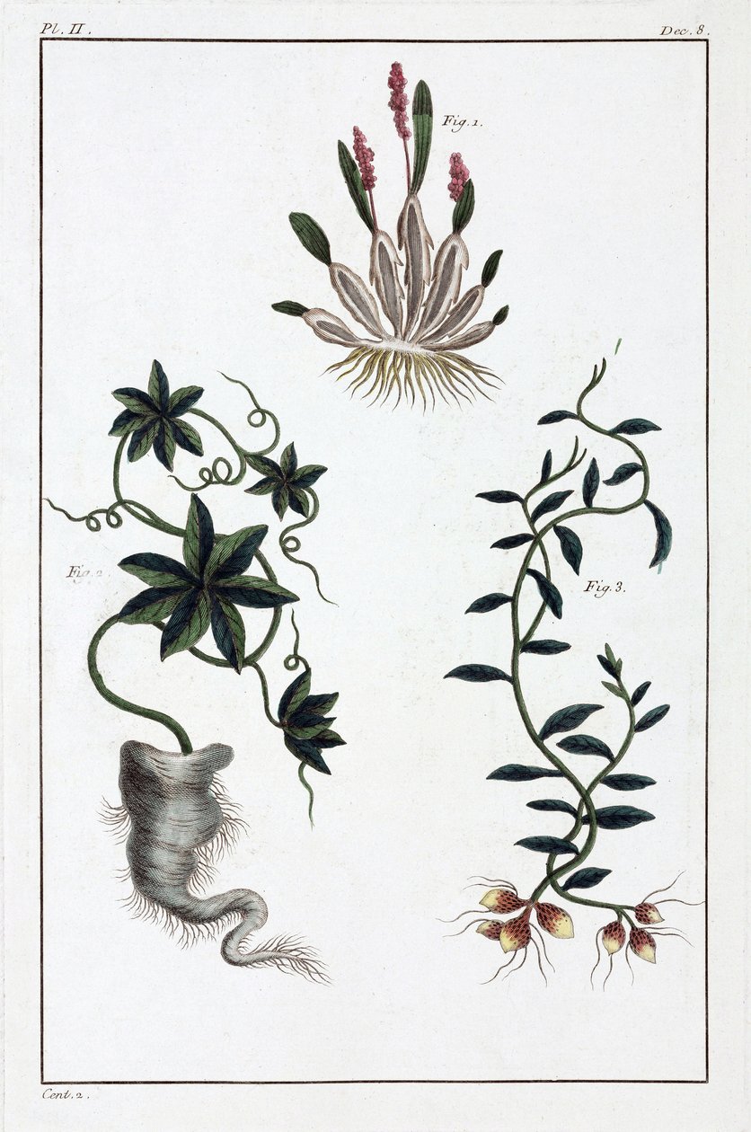 Plantas medicinais, China de Unbekannt
