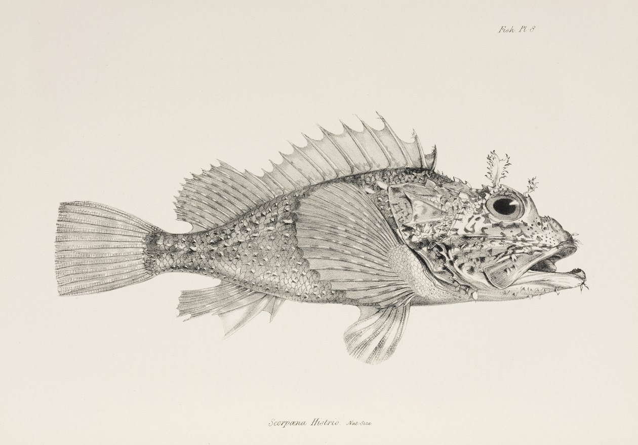 Jogador peixe-escorpião, c 1832-1836 de Unbekannter Künstler