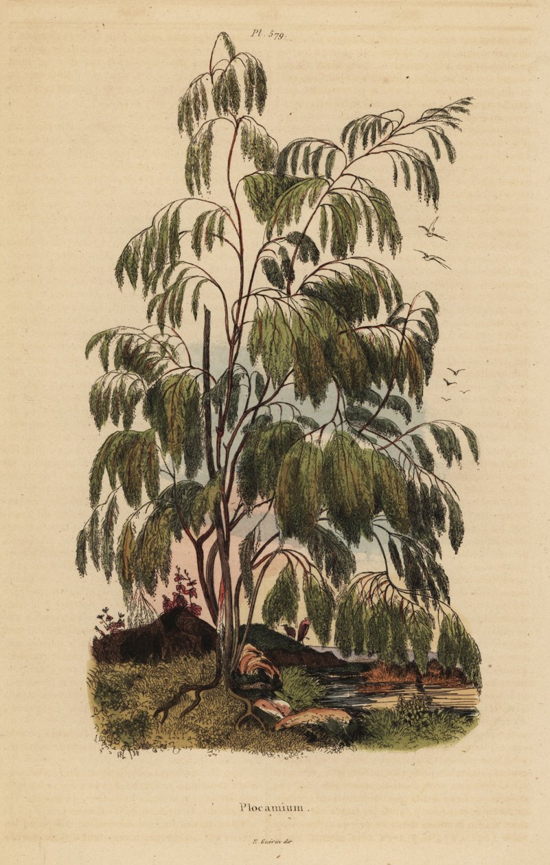 Plocama pendula shrub de Unbekannt