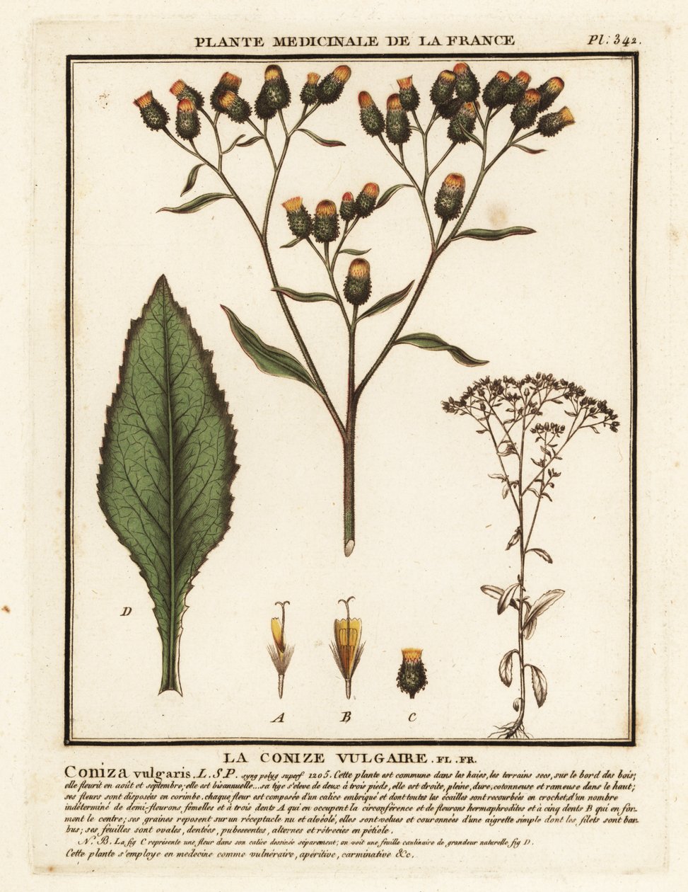 Nardo-de-arado, Inula conyza. de Unbekannter Künstler