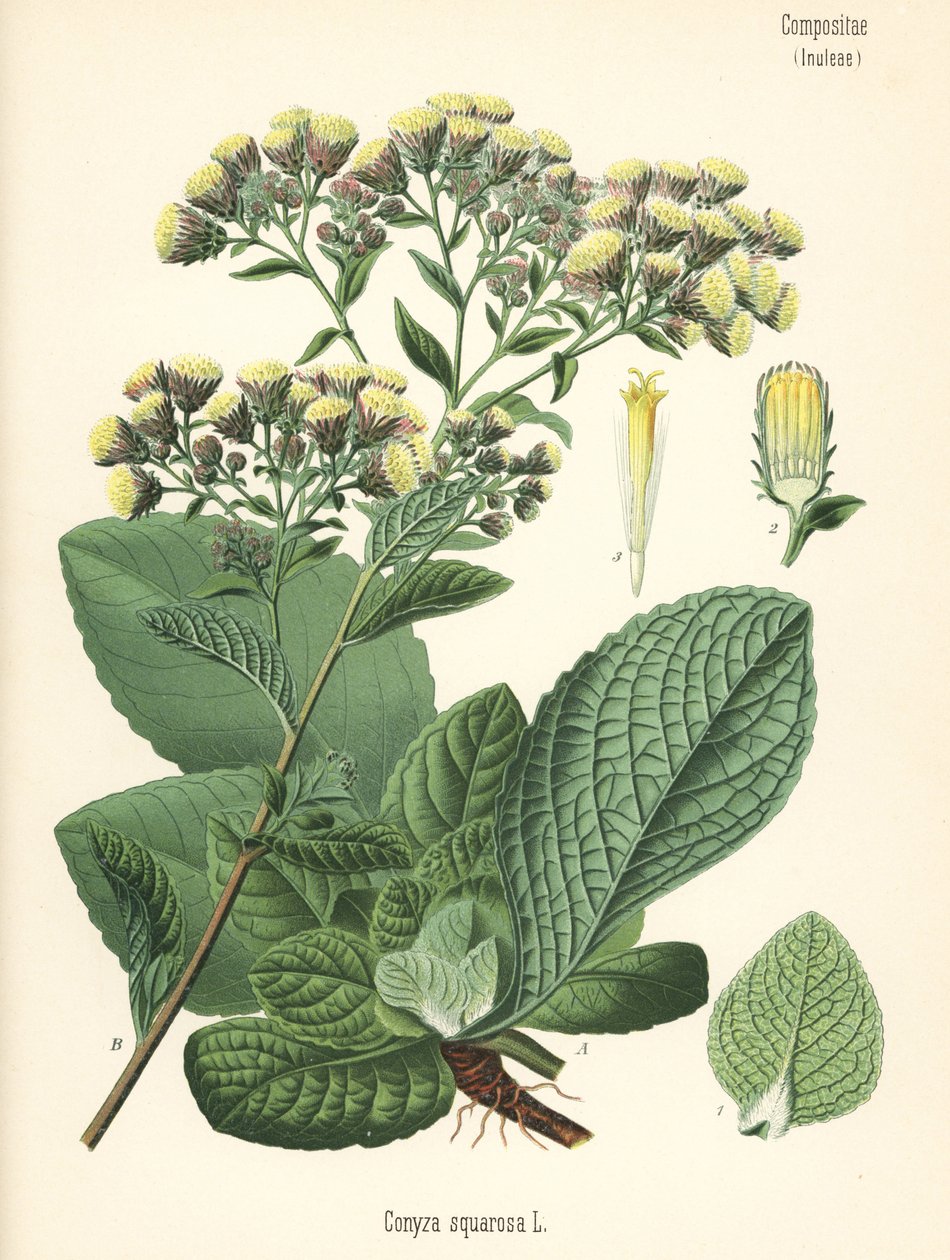 Centáurea do lavrador, Inula conyza (Conyza squarrosa). Cromolitografia segundo uma ilustração botânica da obra Medicinal Plants de Hermann Adolph Koehler, editada por Gustav Pabst, Koehler, Alemanha de Unbekannter Künstler