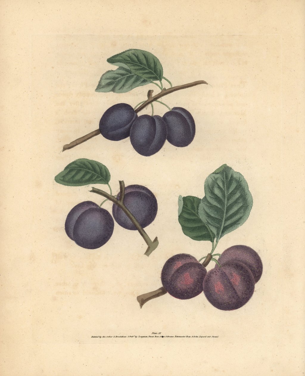 Variedades de ameixa, Prunus domestica: Tours, Lawrane