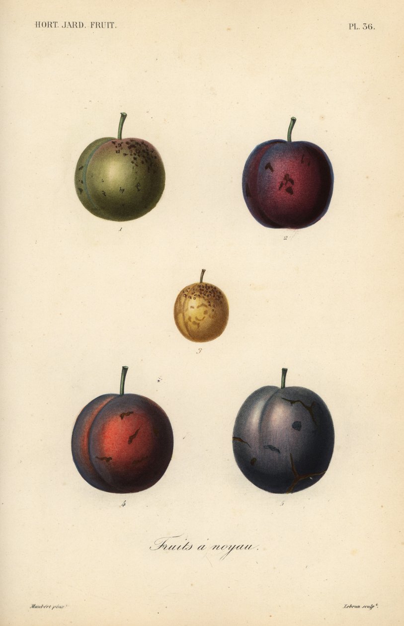 Ameixas e ameixas secas, Prunus domestica de Unbekannt