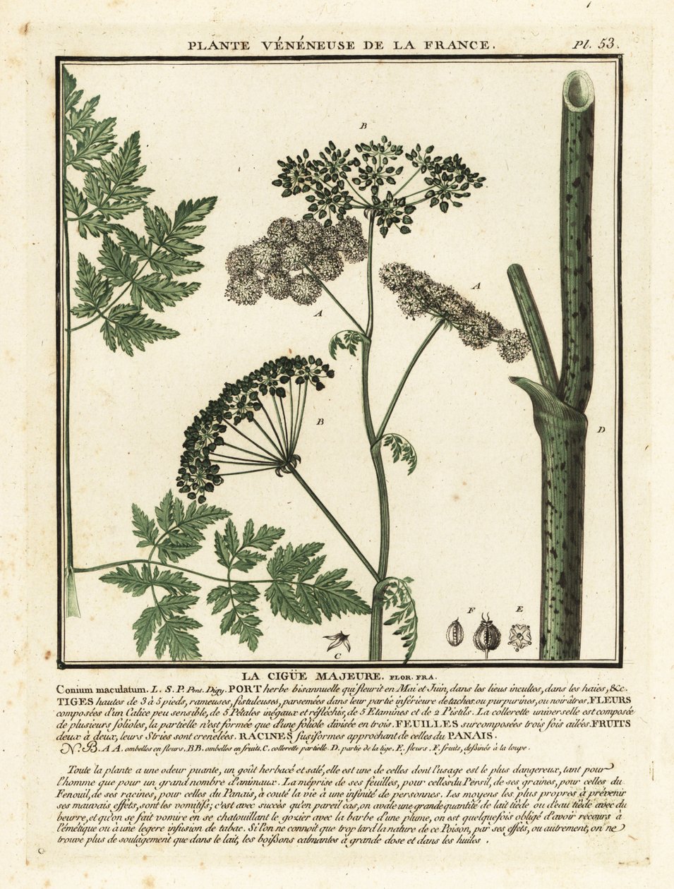 Cicuta venenosa, Conium maculatum. de Unbekannter Künstler
