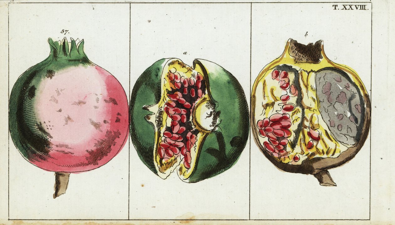 Fruta da romã, romã Punica. de Unbekannter Künstler