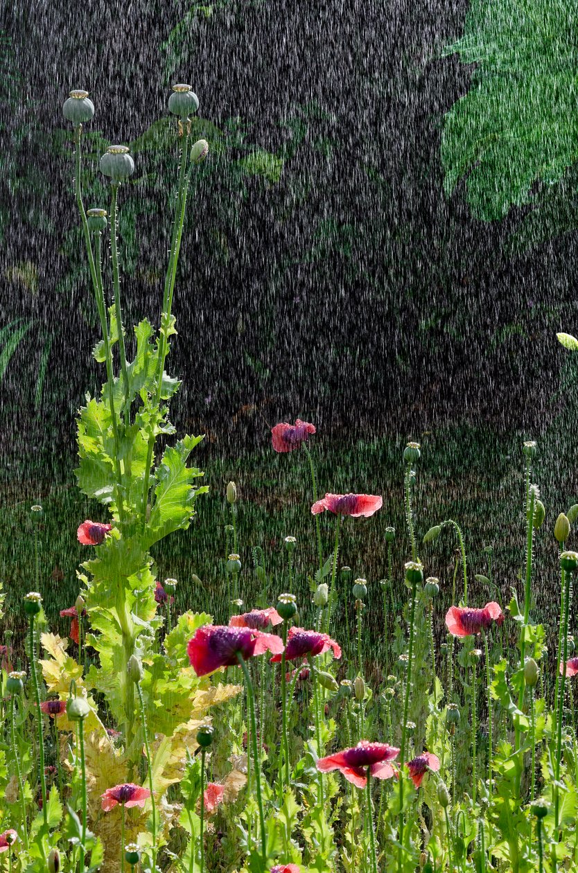 Flores e sementes de papoula (Papaver somniferum) na chuva de verão, Gower, Gales do Sul (foto) de Unbekannter Künstler