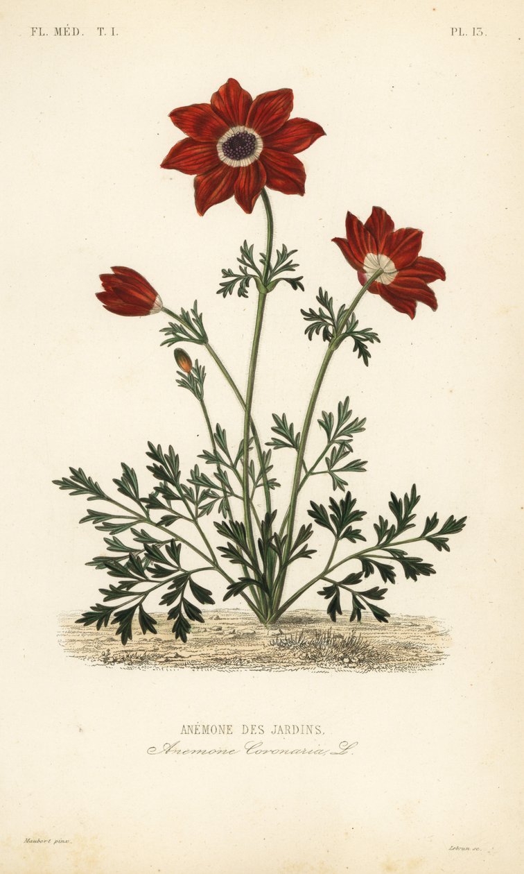 Anémona papoula ou calêndula espanhola, Anémona coronária, Anémona des jardins de Unbekannt