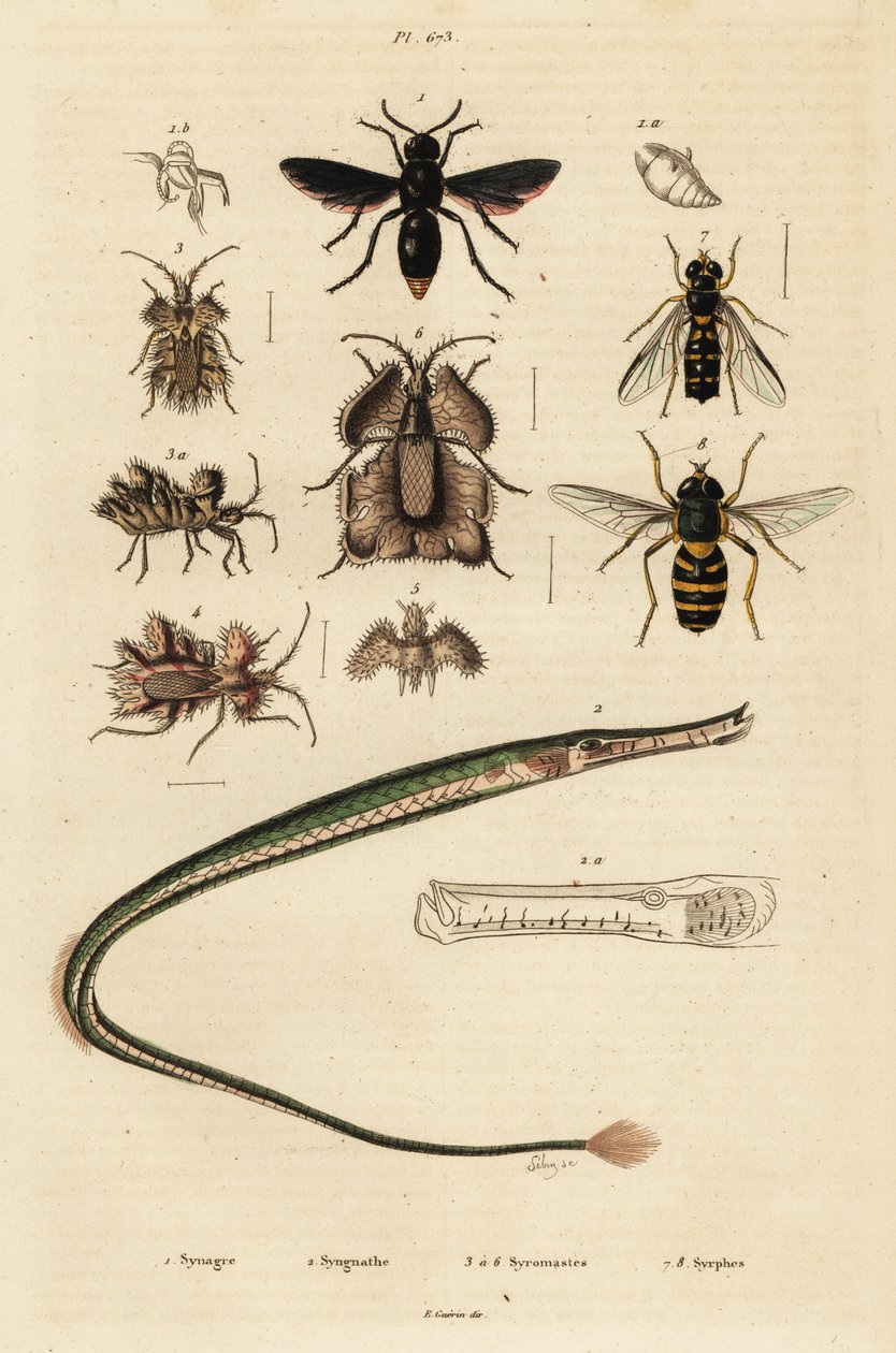 Vespa de oleiro, peixe-tubo, ovo dourado e hoverfly, 1834-1839 (gravura) de Unbekannter Künstler