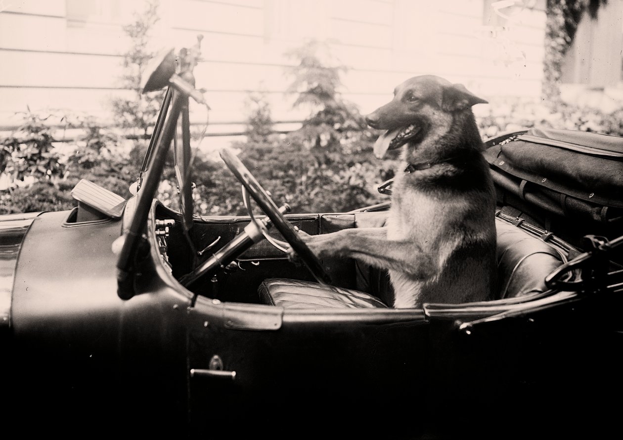 Cão de polícia vencedor do prêmio Alex ao volante de um carro de Alec Hunter
