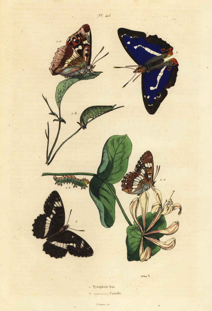Imperador roxo, Apatura iris 1, e Almirante branco eurasiático, Limenitis camilla 2 de Unbekannt