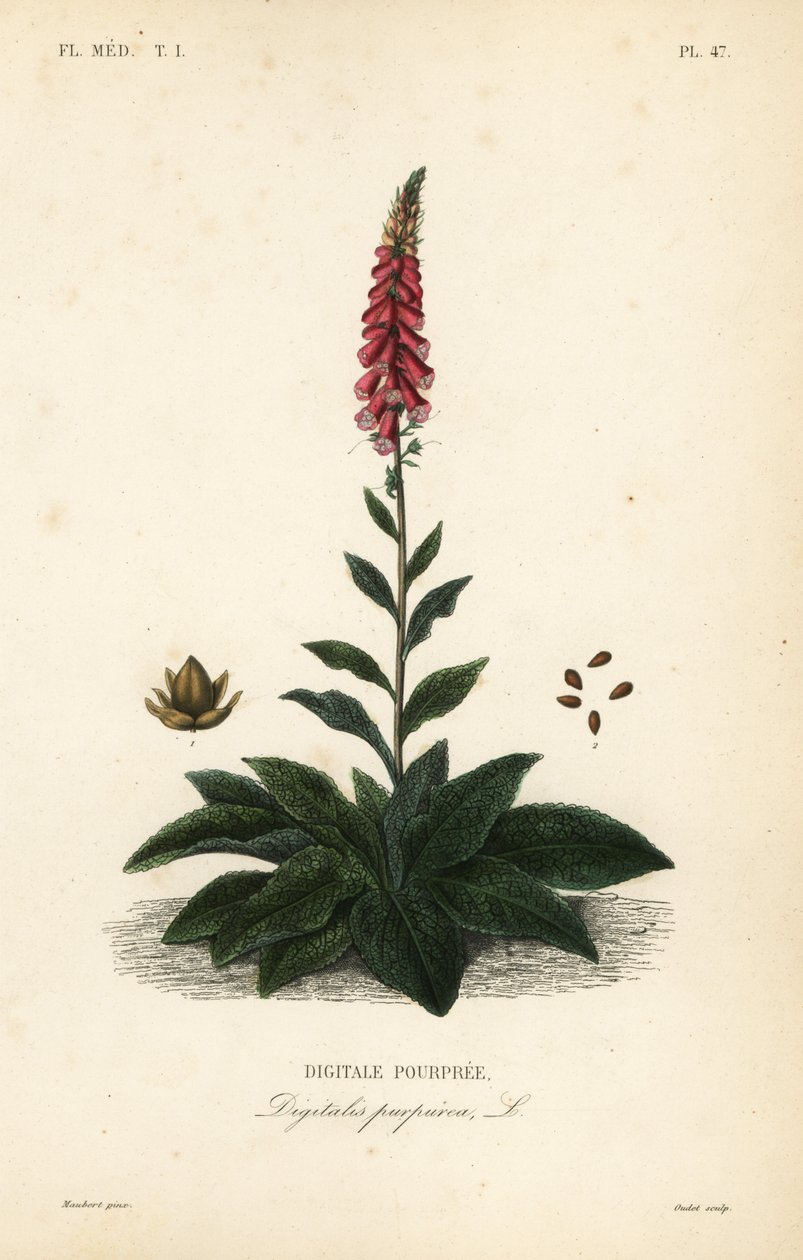Luva de raposa roxa ou de senhora, Digitalis purpurea, Digitale pourpree de Unbekannt